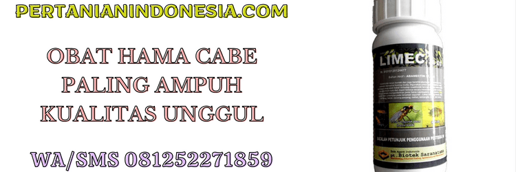 obat,hama,cabe,paling ampuh,hama cabe